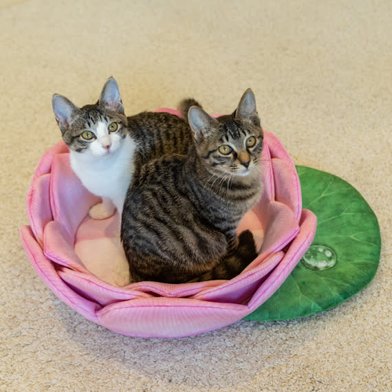 Warmes Haustierbett aus Fleece in Lotusform